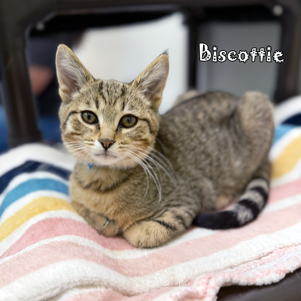 Biscottie, an adoptable cat