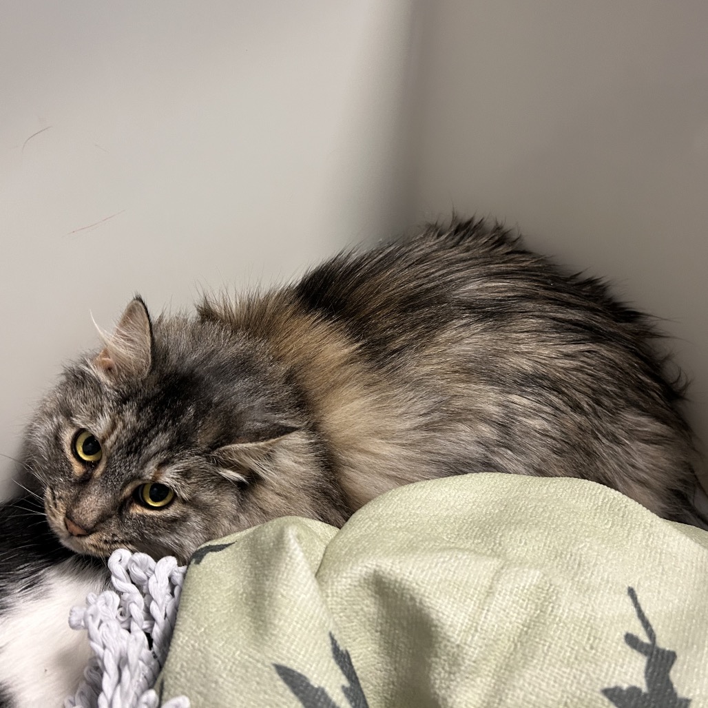 LUNA - Domestic Longhair available for adoption