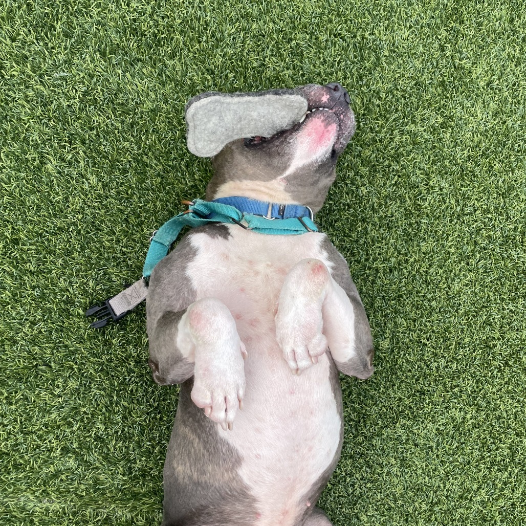 Photo of King Beetle 6