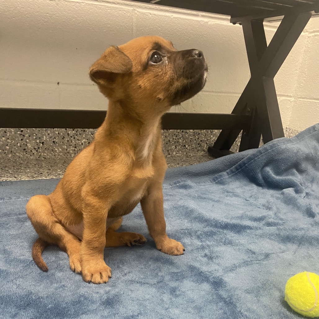 CARDBOARD - Pug / Beagle available for adoption