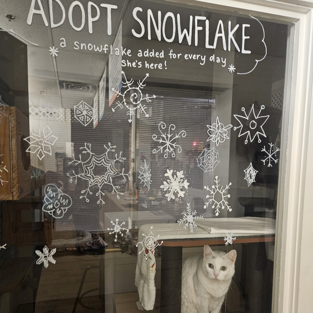Snowflake, photo 10