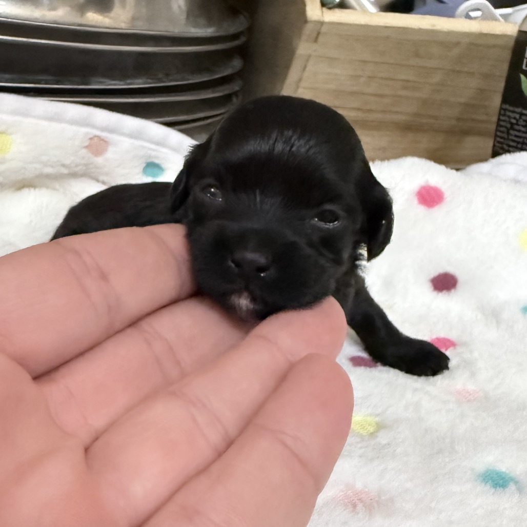 Animal Thumbnail