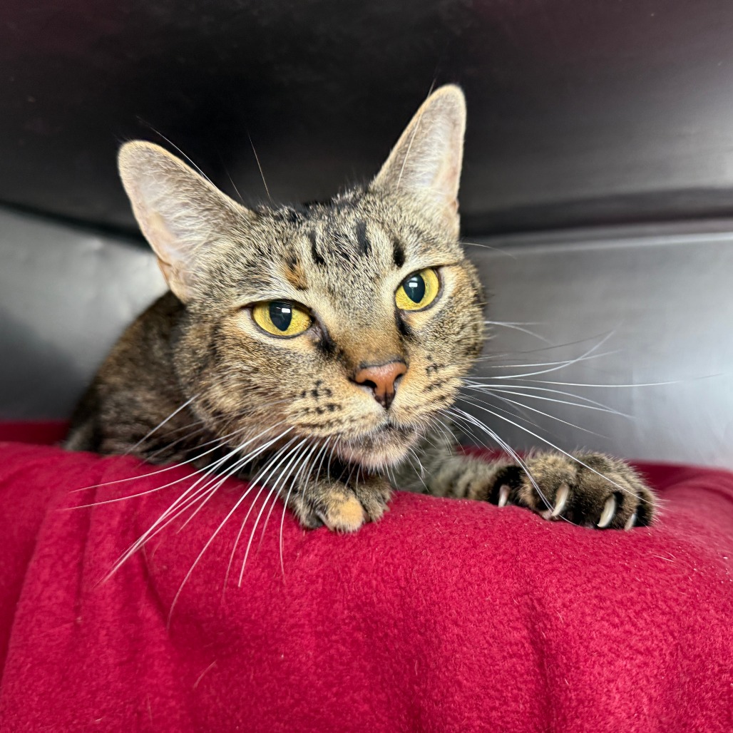 Sparklehoof — thumbnail 6