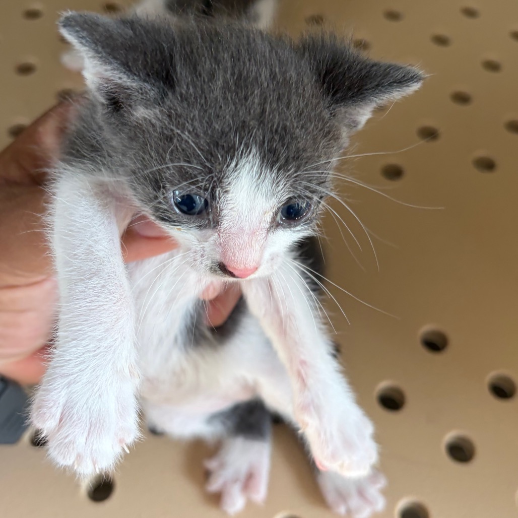 ARCHER A4 - Domestic Shorthair available for adoption