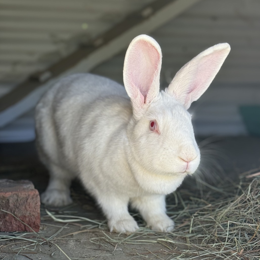 Saffron, photo 2