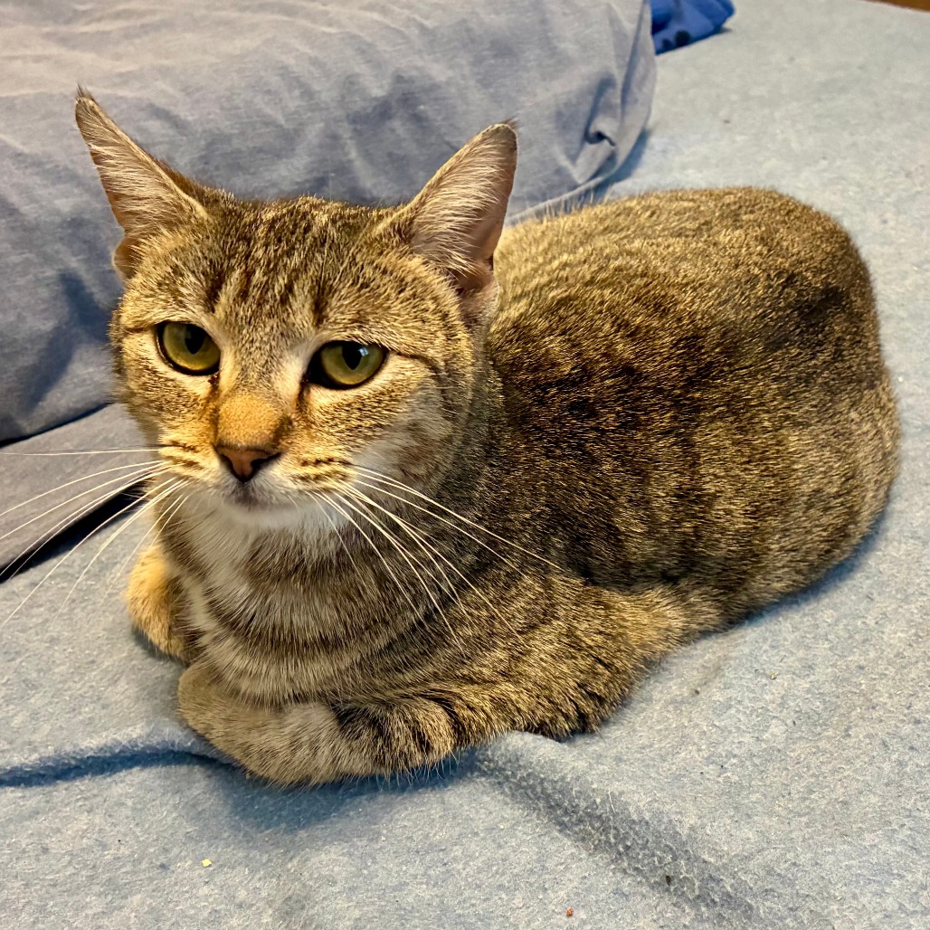 Cinderella — thumbnail 3