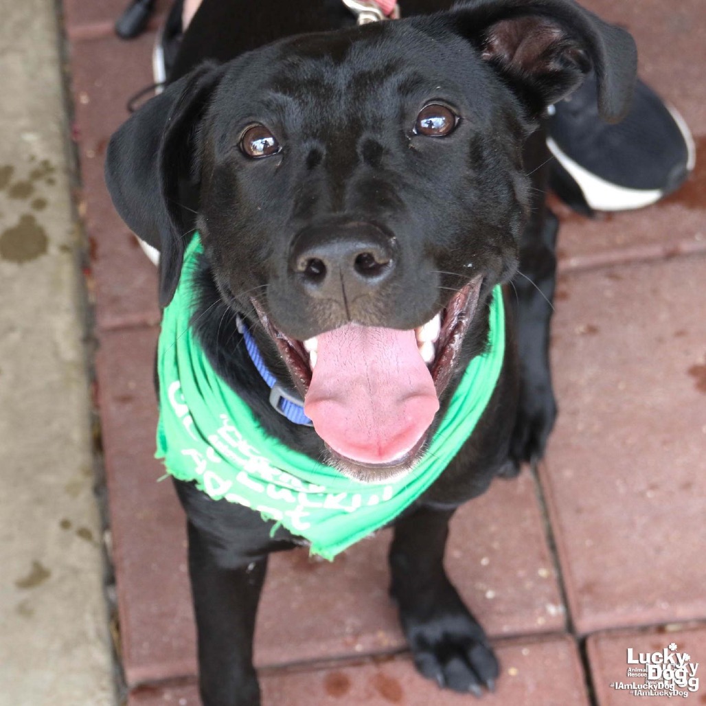 ROO - Retriever, Labrador / Mix available for adoption