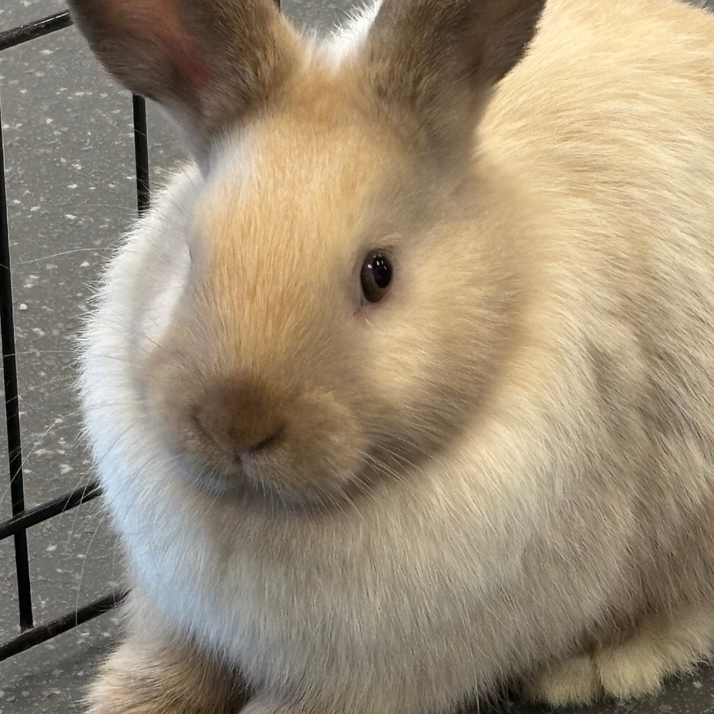 Photo of Potato 5