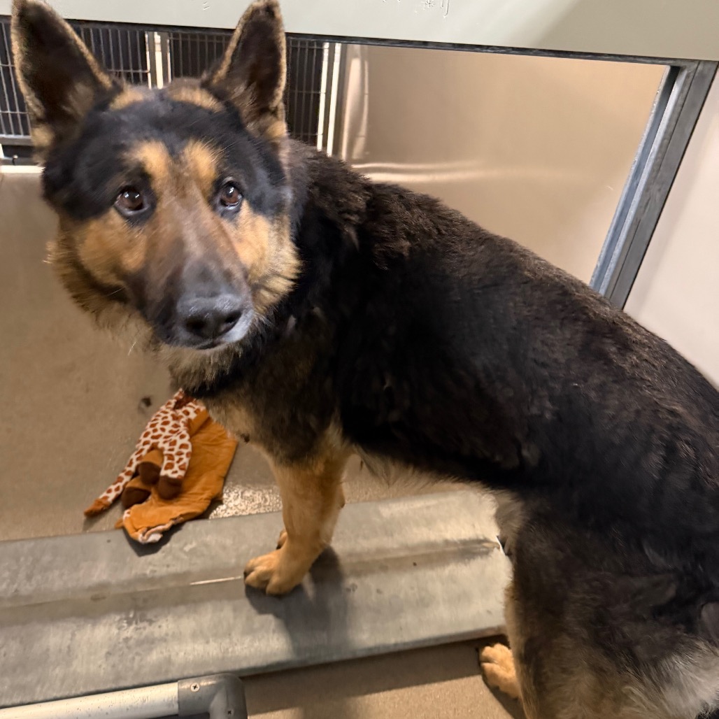 Kennel#10's preview photo