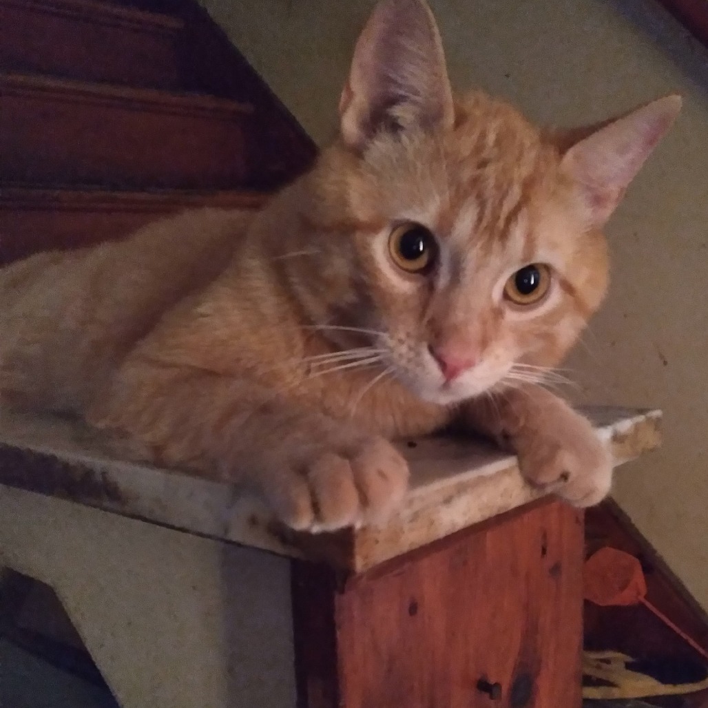 Photo of Sweet Pea 3
