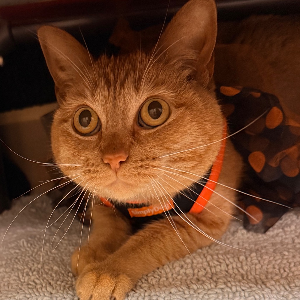 Marigold, photo 14