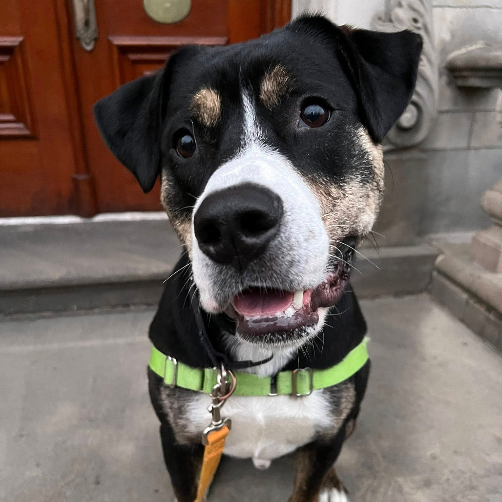 Photo of Swiss Miss 19