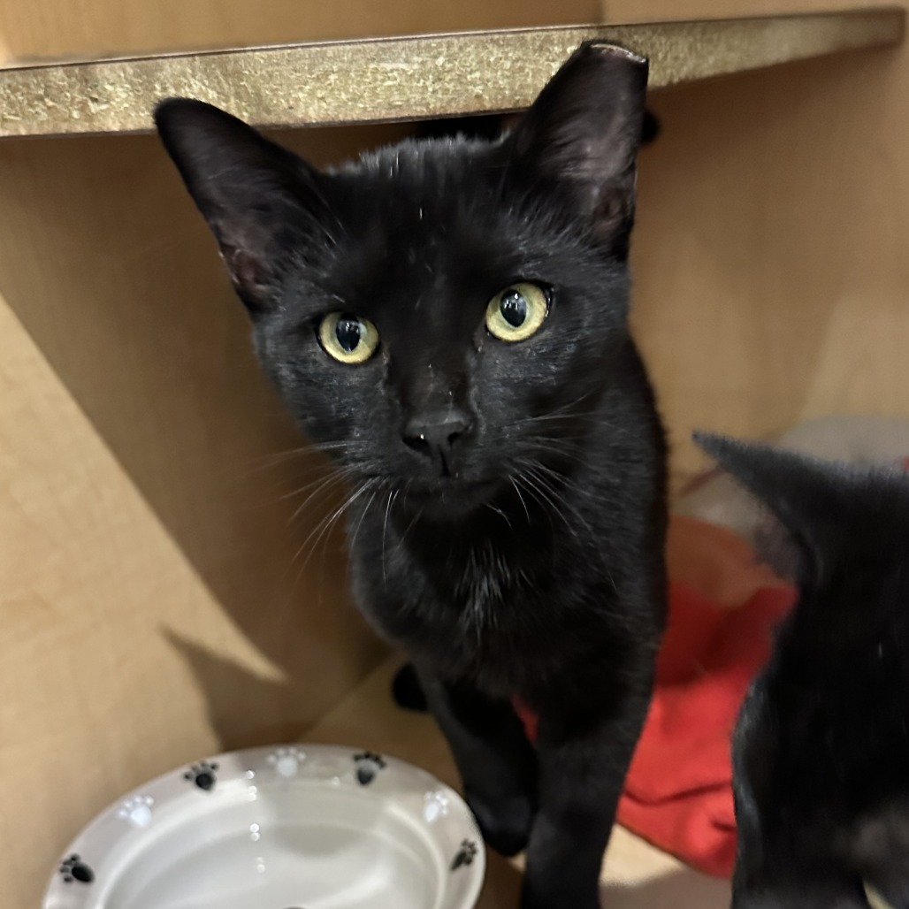 BURRITO - Domestic Shorthair available for adoption