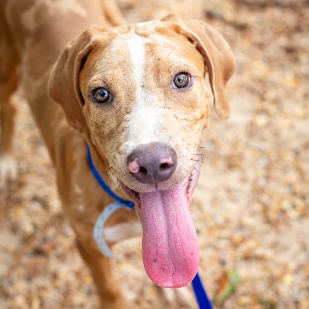 COPPER - Catahoula Leopard Dog / Mix available for adoption