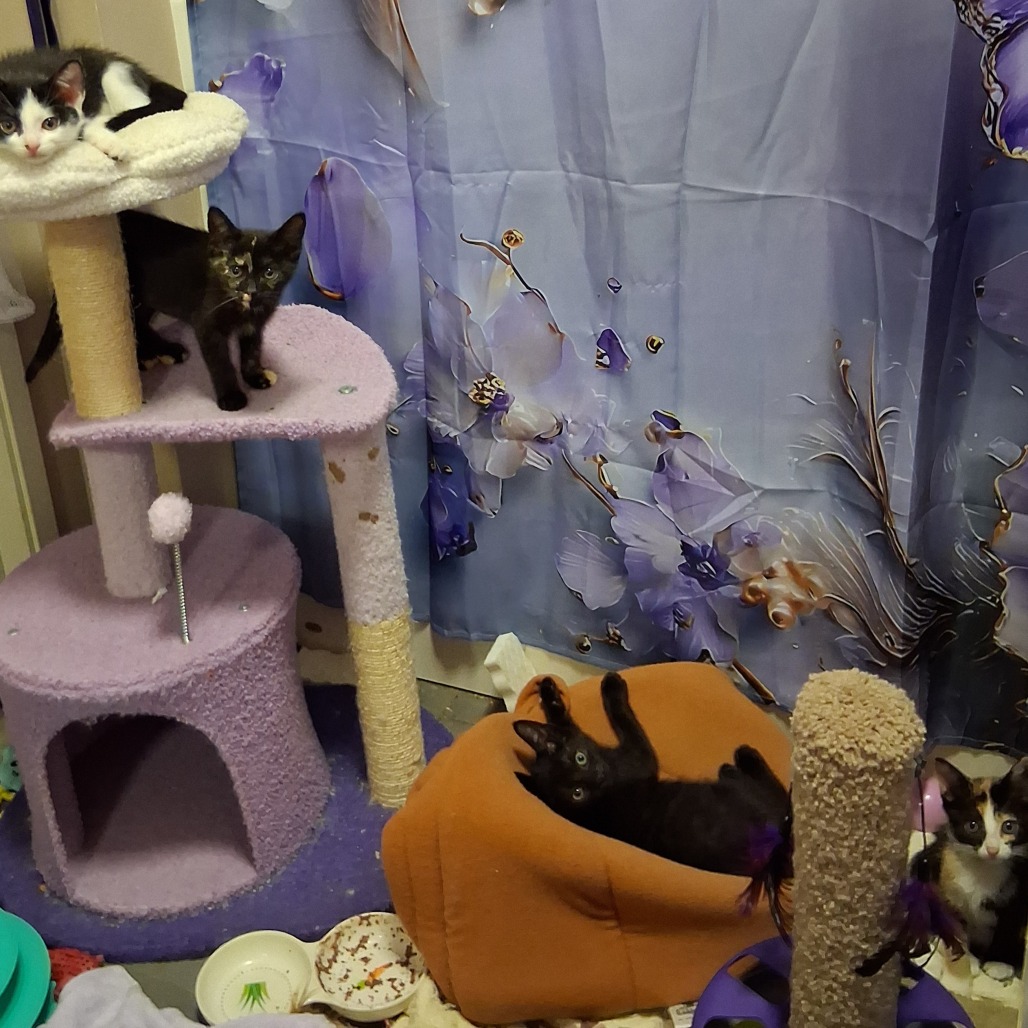 Eclipse & Crescent *Bonded Pair*, photo 4