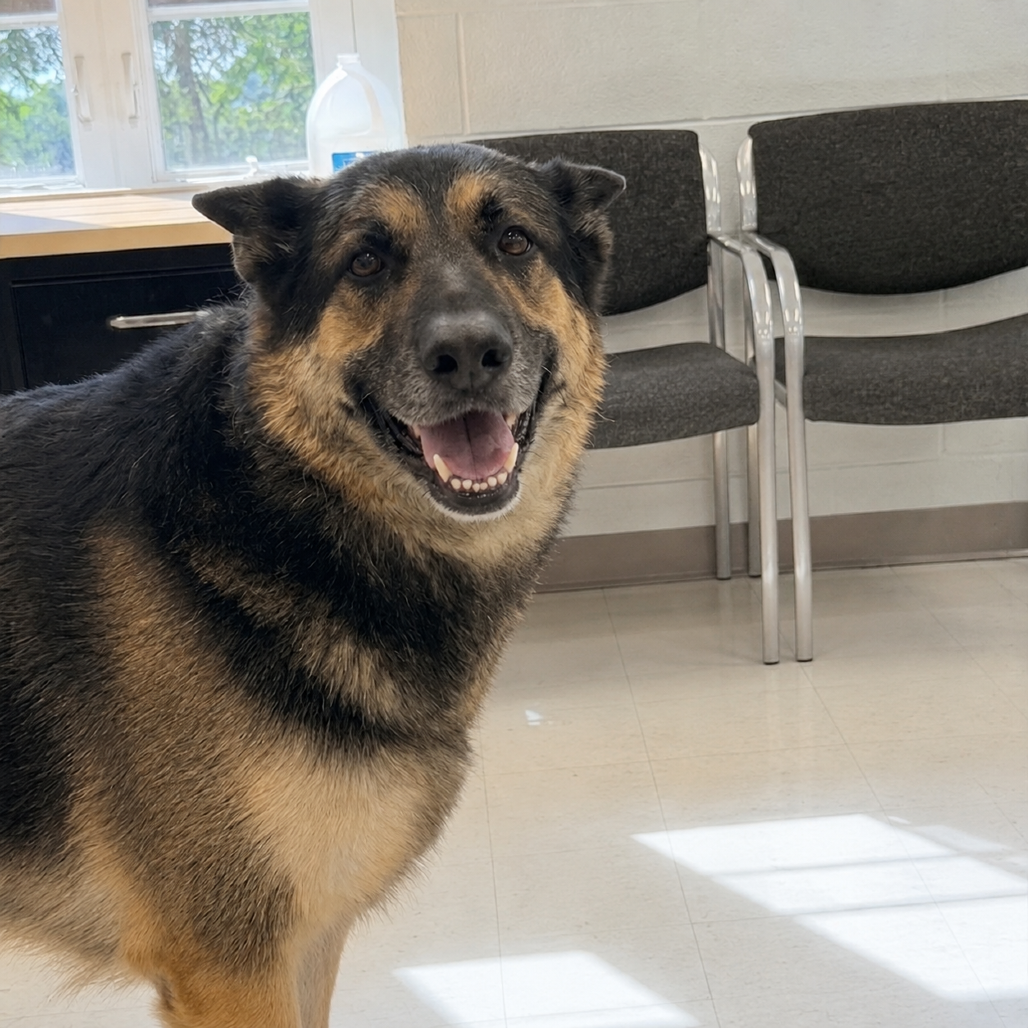 JIRAIYA - Shepherd / German available for adoption