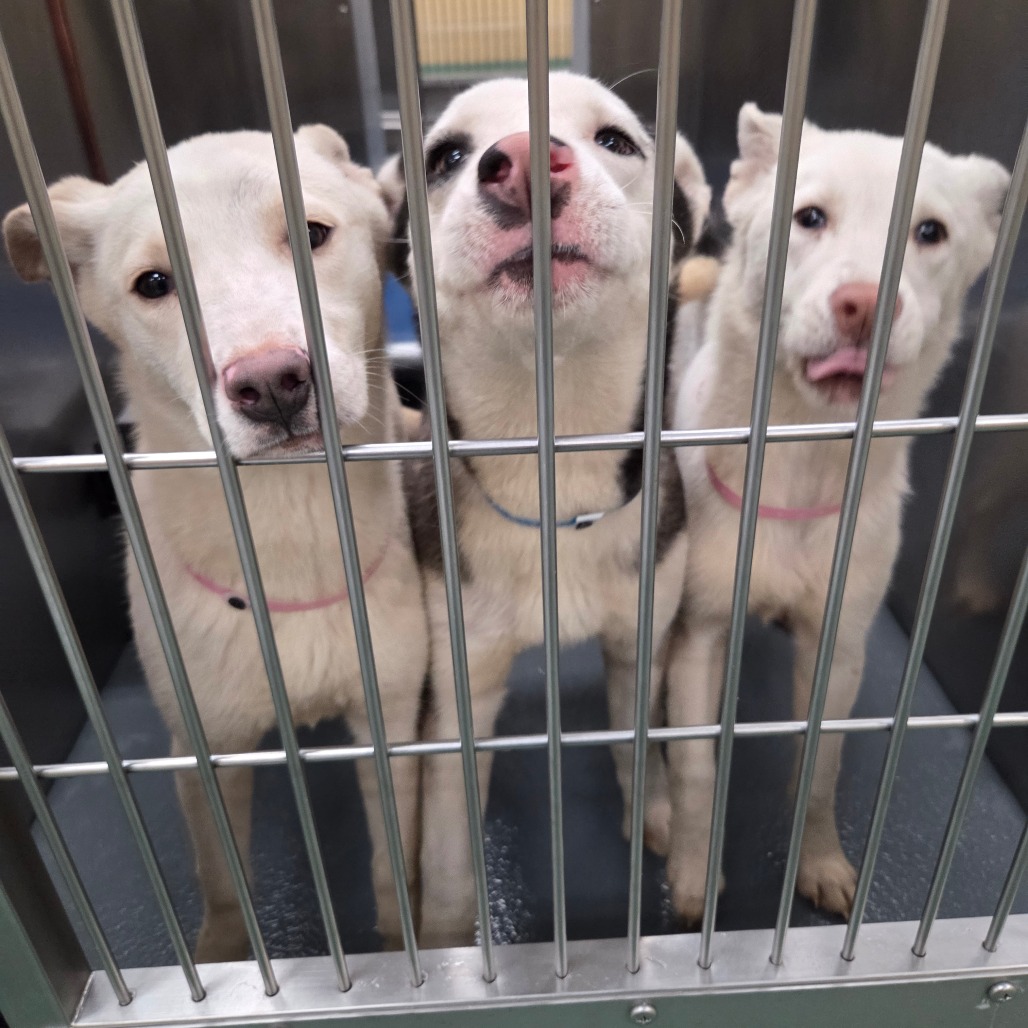 Drusilla — thumbnail 3