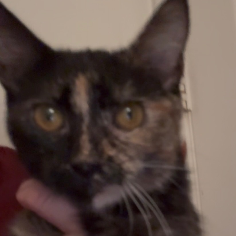 Sienna, photo 2