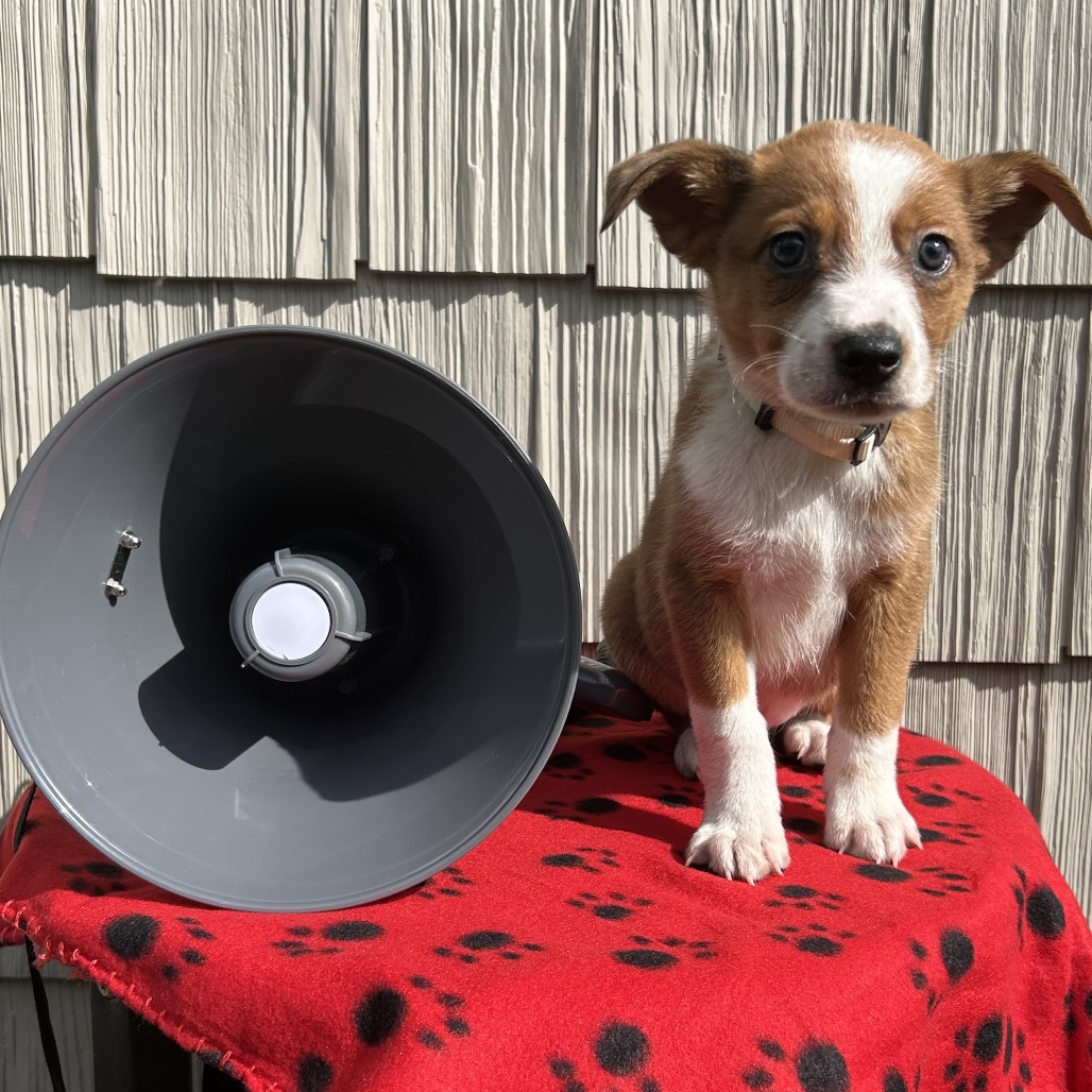 Bullhorn