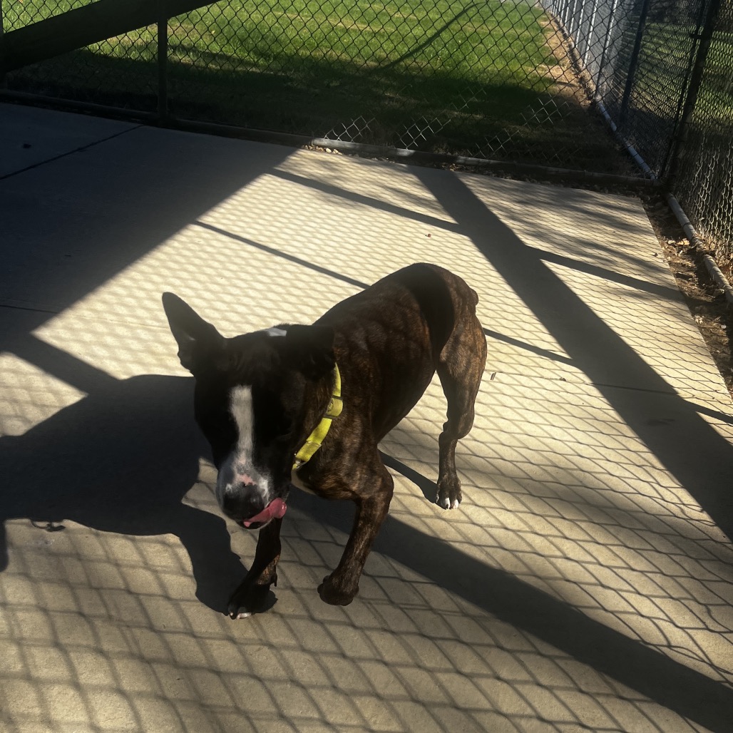 Bandit, photo 9