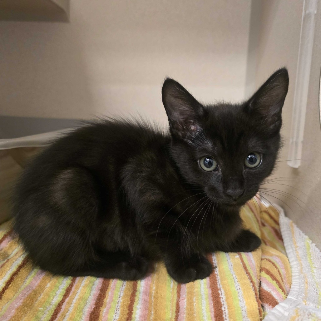 Velma - Domestic Shorthair/Mix
