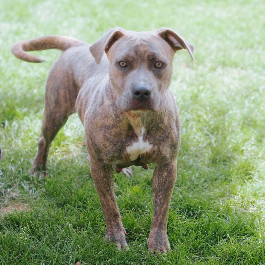 Pit Bull