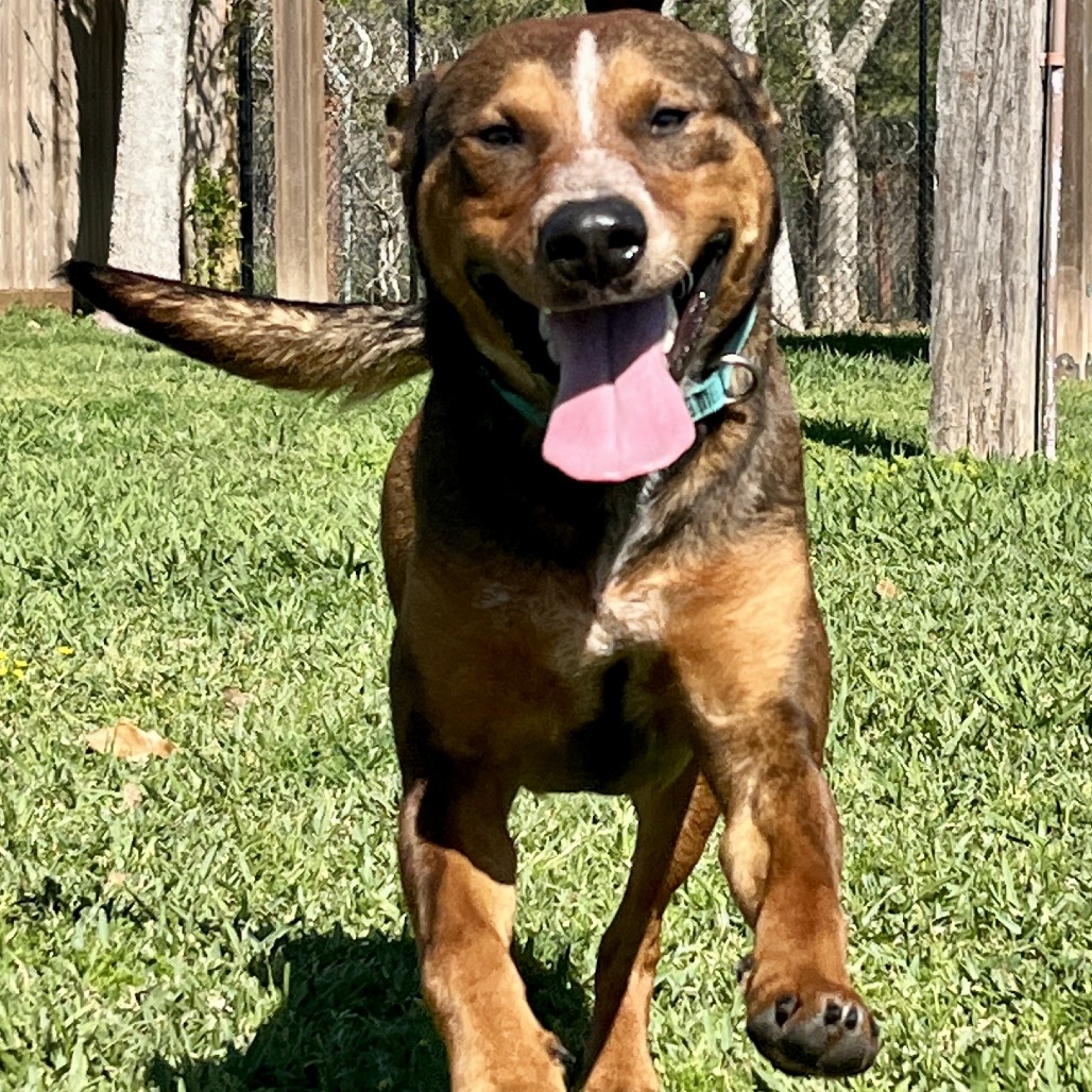 VERONICA - Mixed Breed (Large) available for adoption