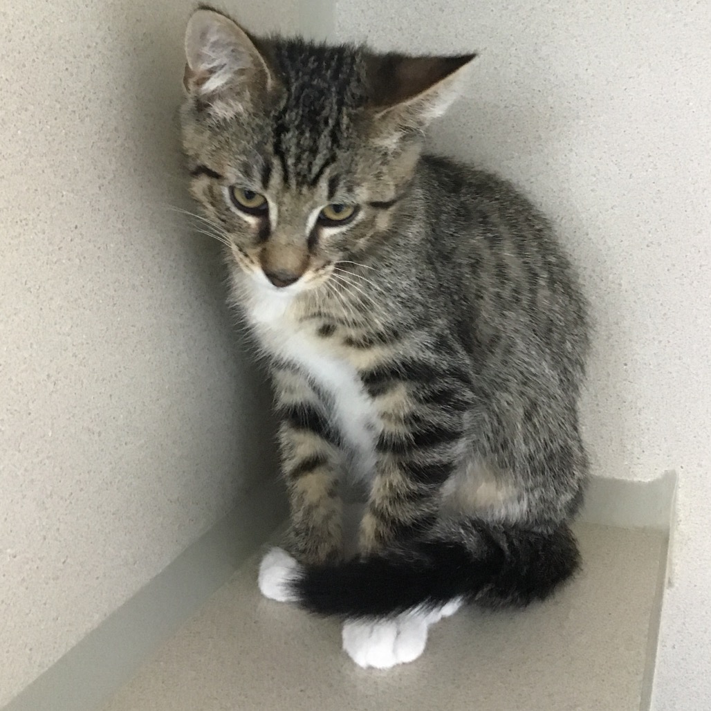Spencer - Domestic Shorthair