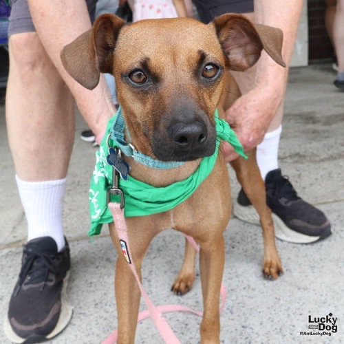 FRANCESCA - Pinscher, Miniature / Mix available for adoption