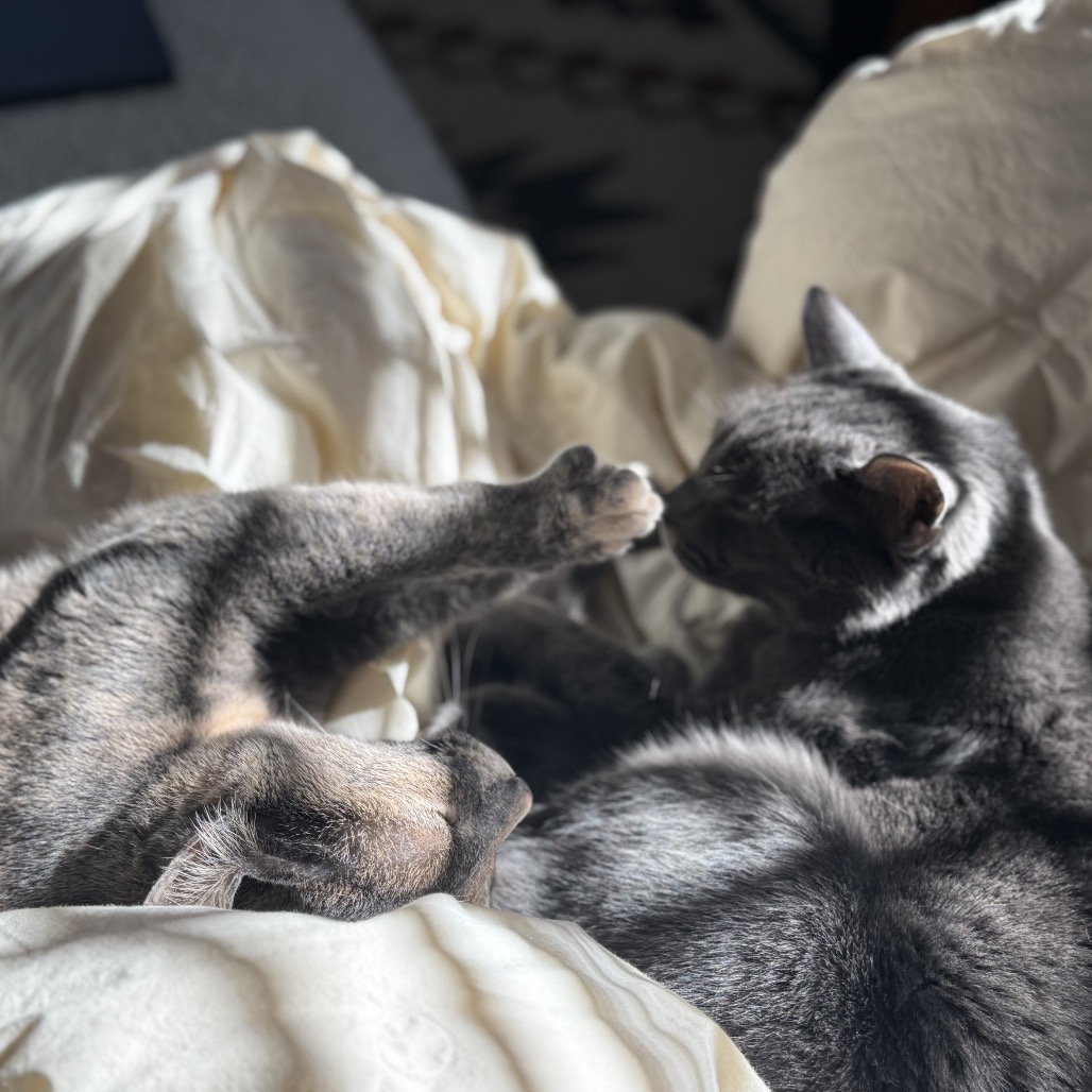 Asher — thumbnail 4