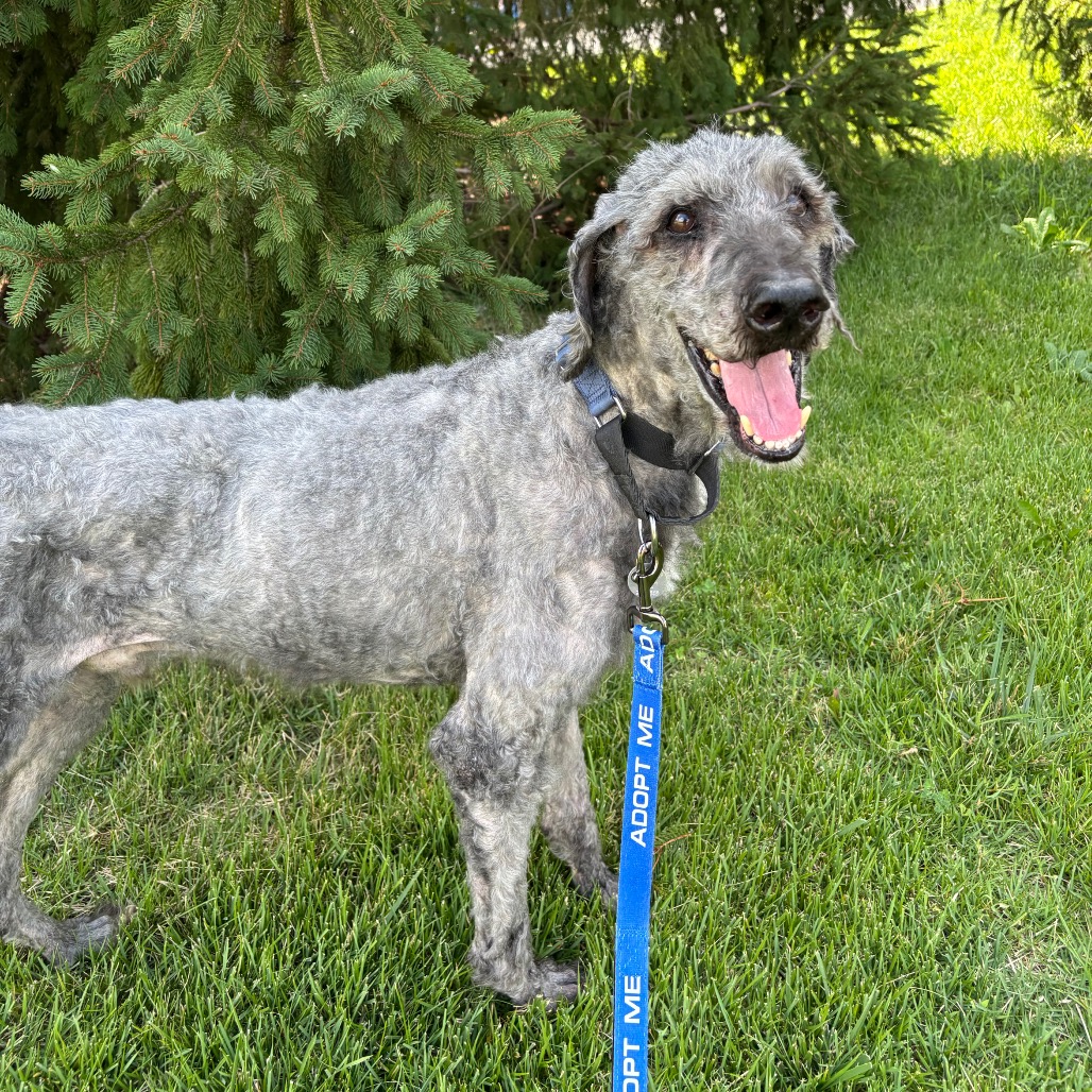 BAXTER - Poodle / Standard available for adoption