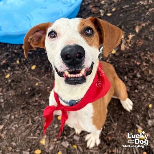 RANDY - Pointer / Shepherd available for adoption