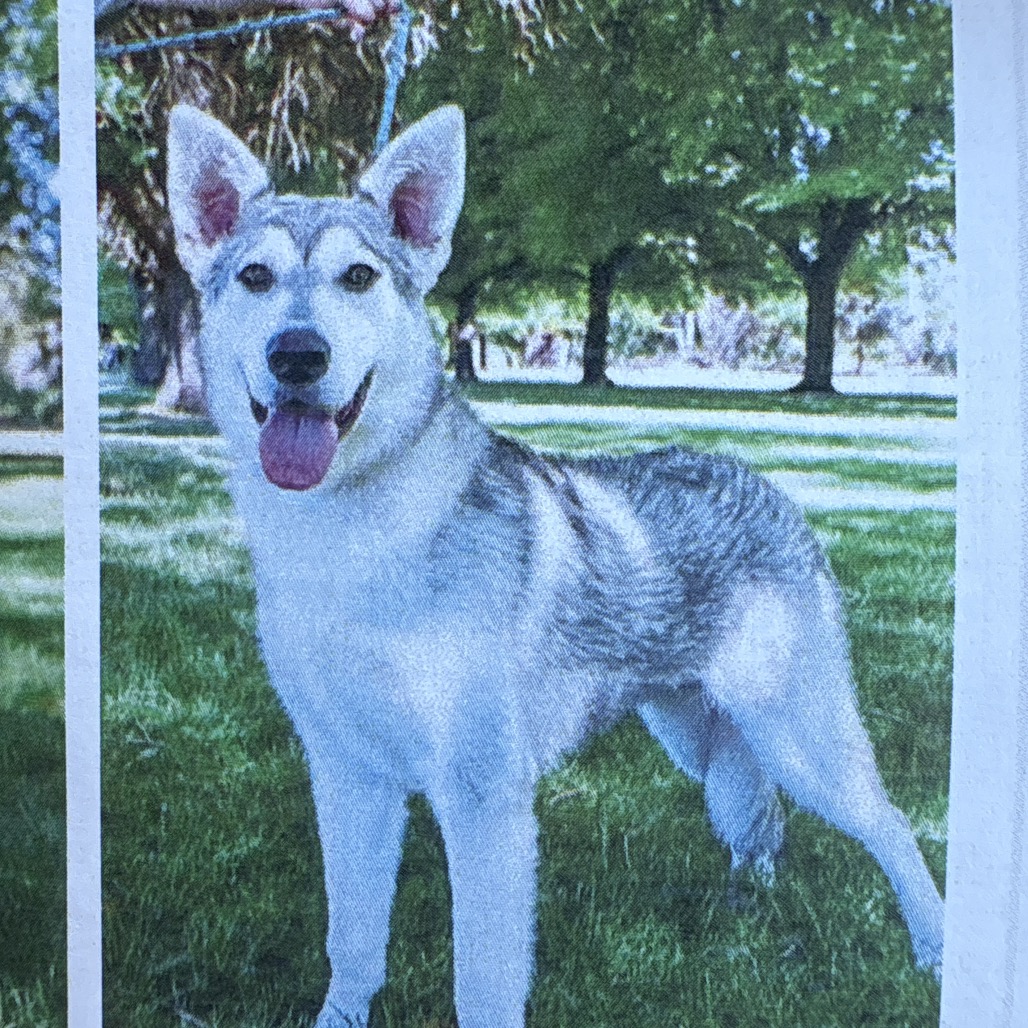 Timber