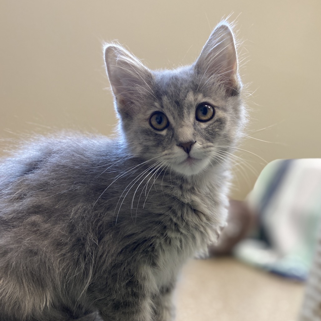 KESHA - Domestic Medium Hair available for adoption