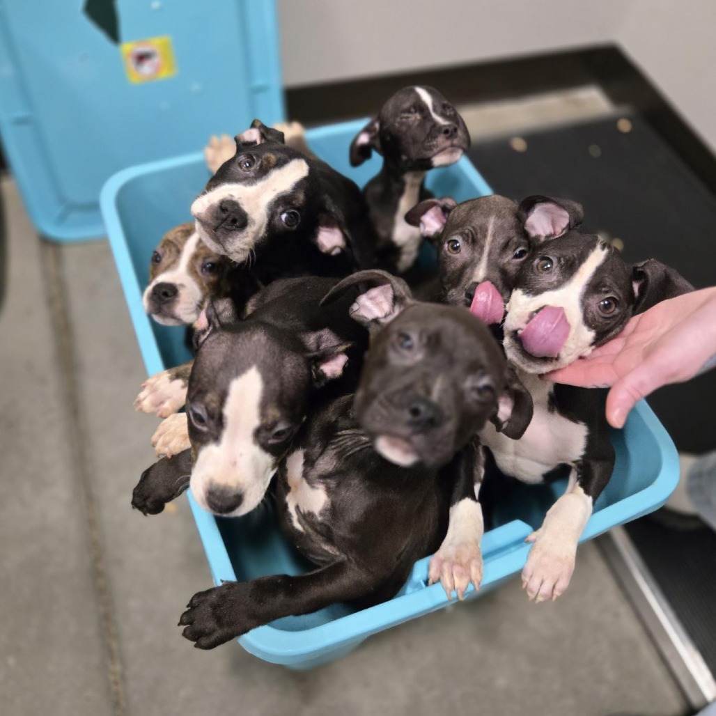 MISS CODDLE - Mixed Breed (Medium) available for adoption