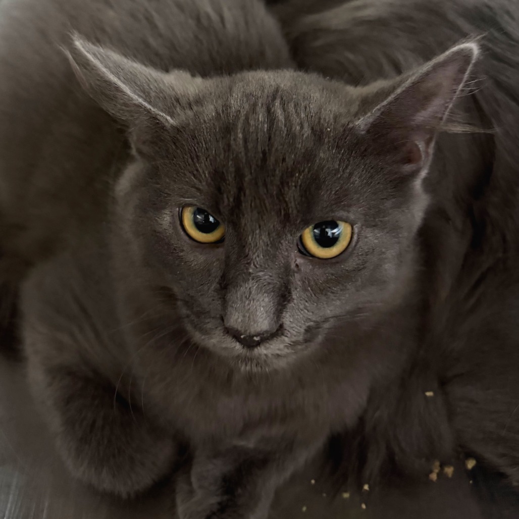 ORZO - Domestic Medium Hair available for adoption
