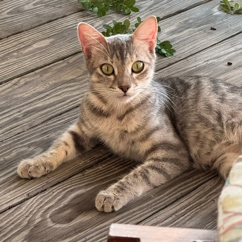 GHOST - Domestic Shorthair available for adoption