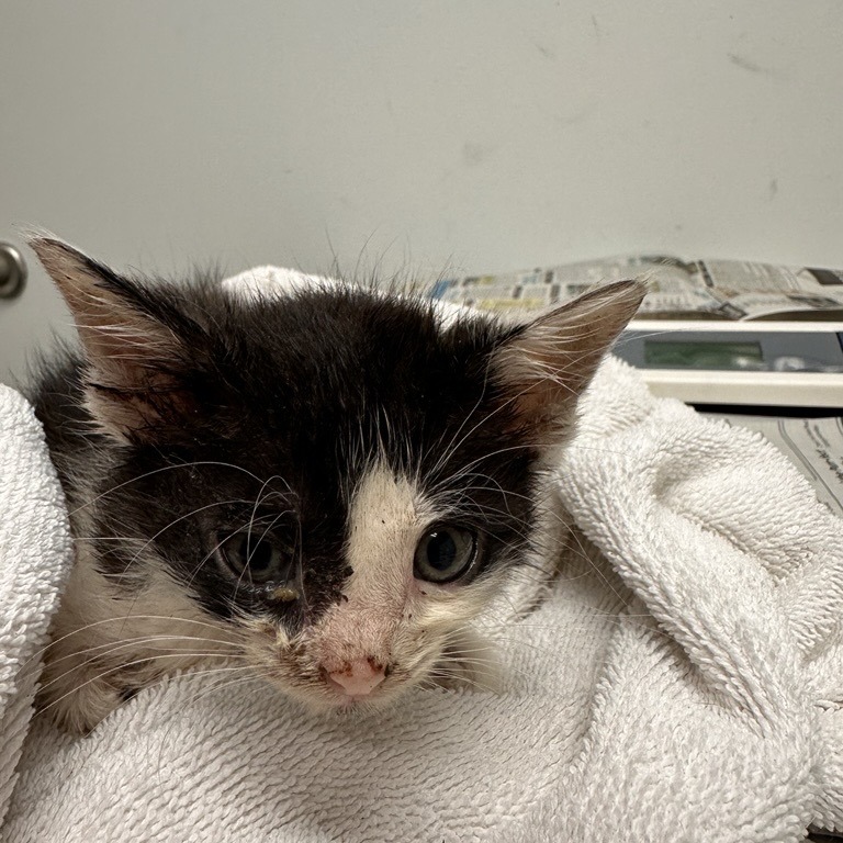 CROCODILE - Domestic Shorthair available for adoption
