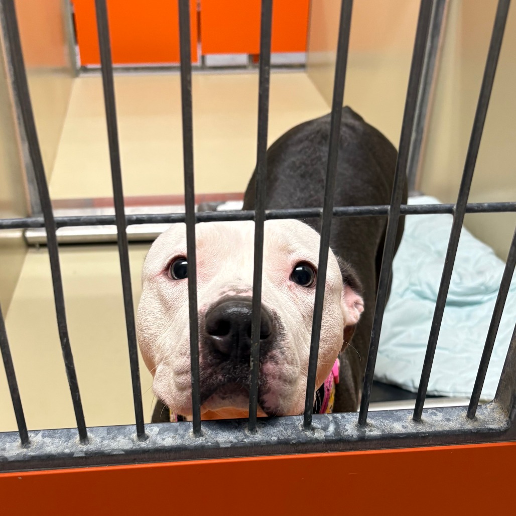 Halle Strawberry — thumbnail 4