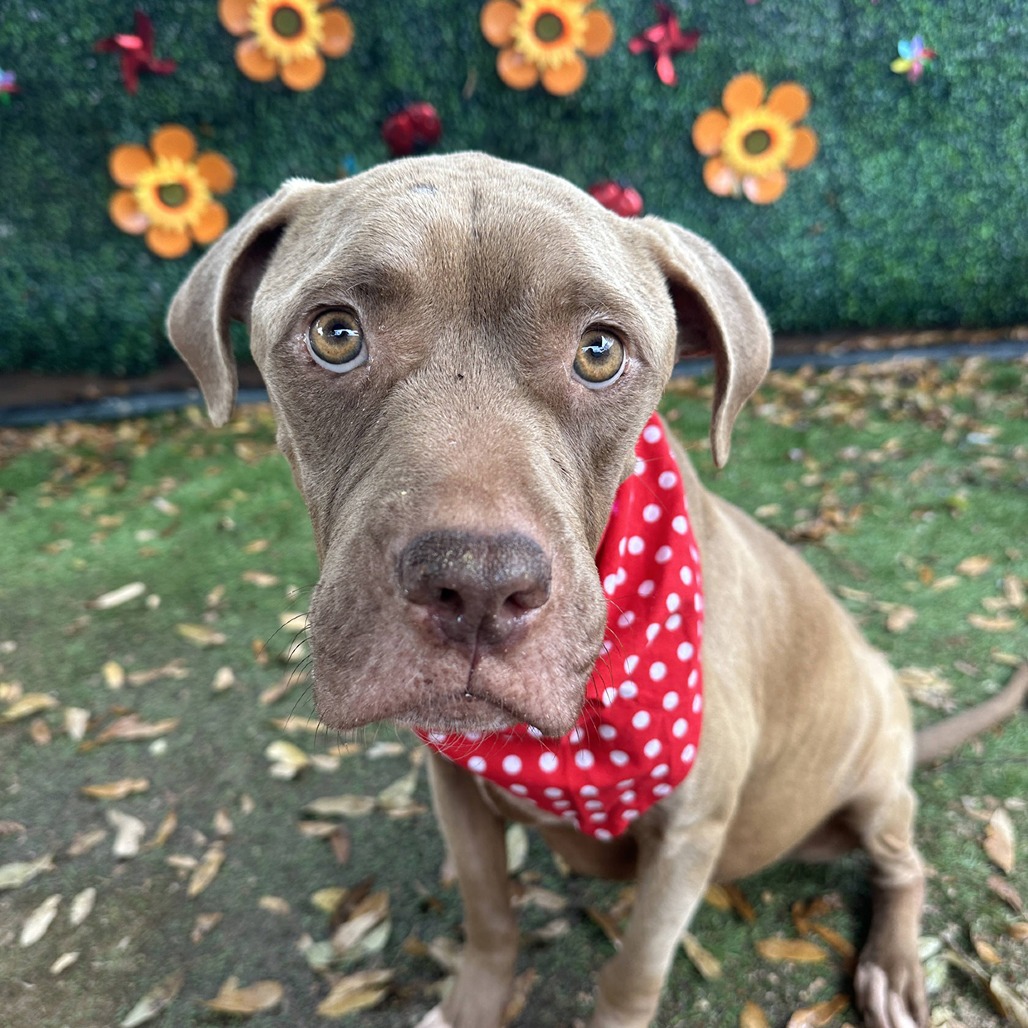 Princess Buttercup — thumbnail 7