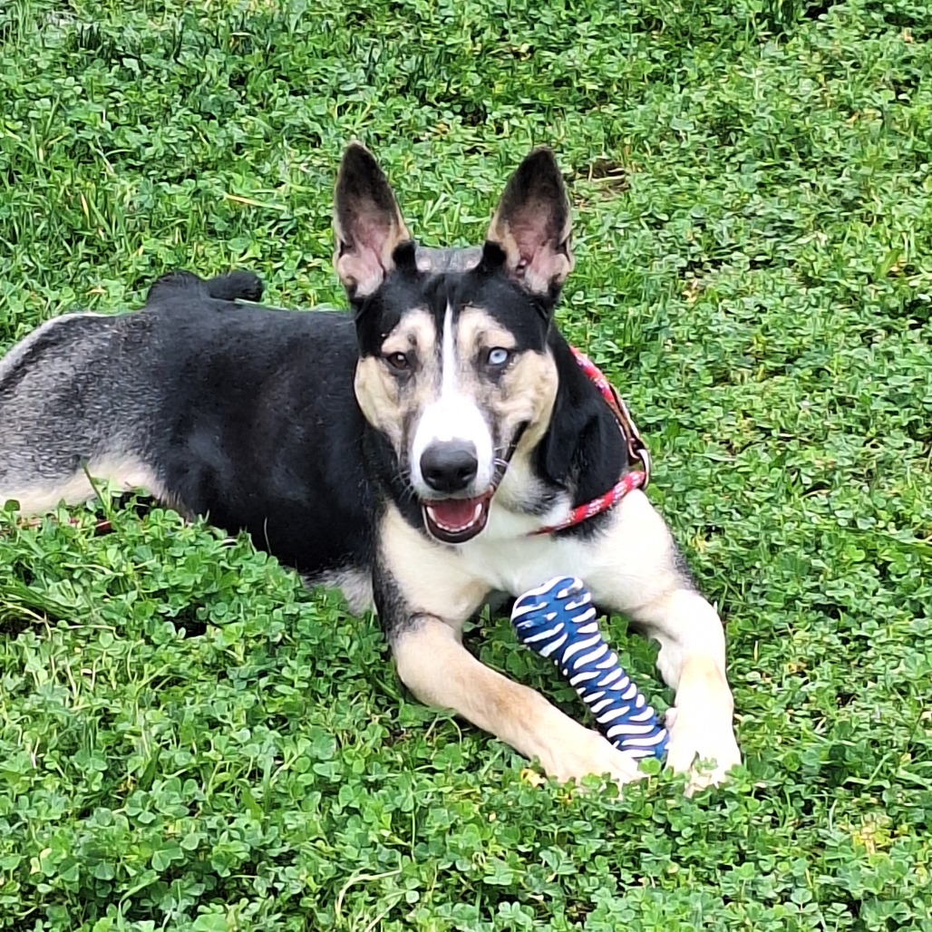 Kennel#7 Tara's preview photo