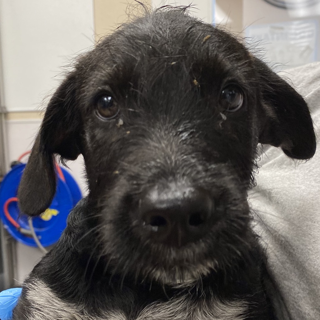 Chandler: Male 3 Terrier