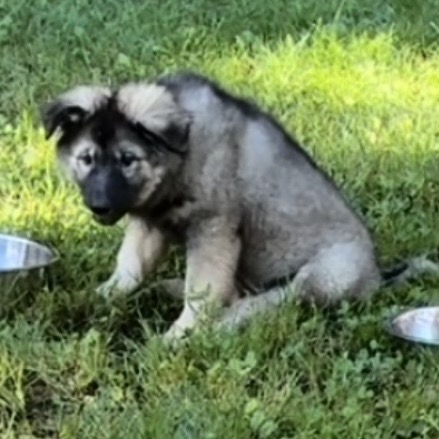 BRIGGS, photo 2