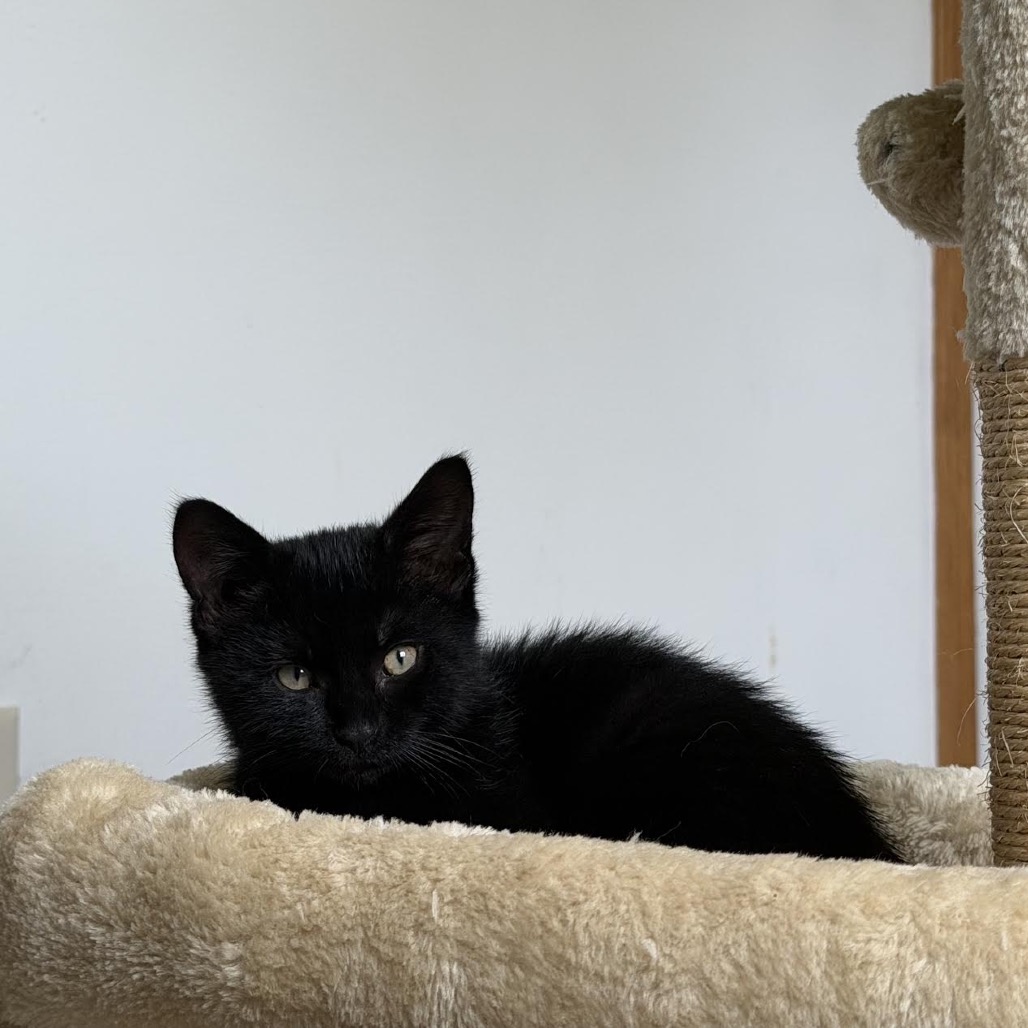Cat Benatar C12279