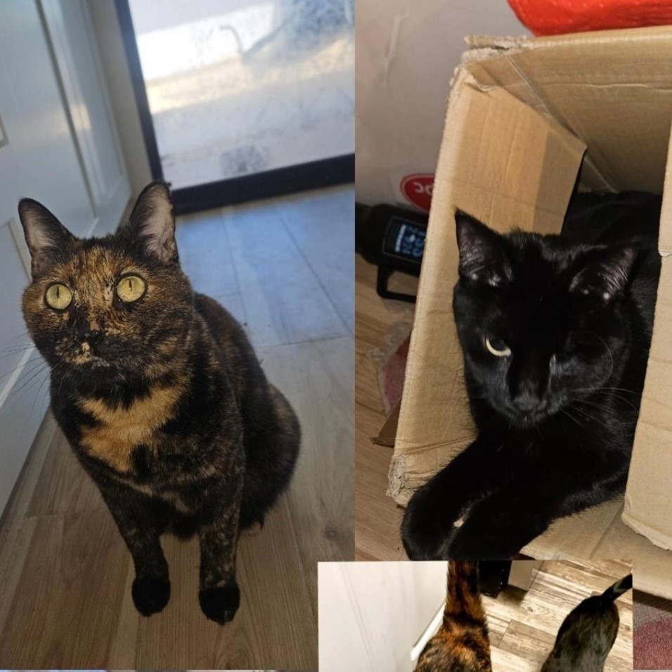 Cantaloupe picture #2