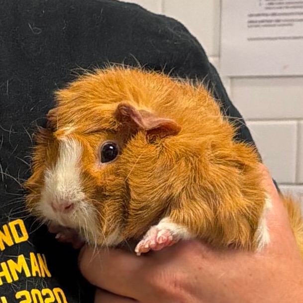 Photo of Potato (& Olive) 3