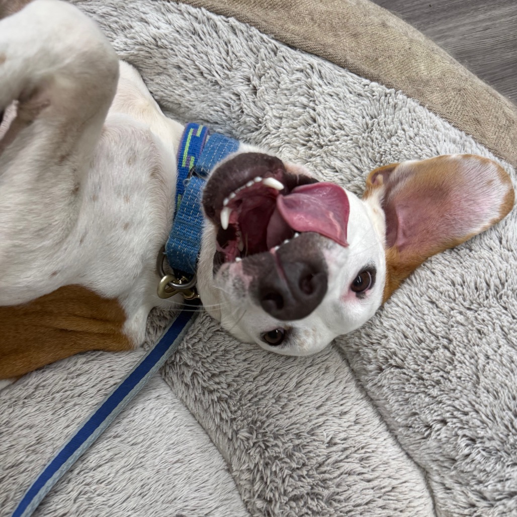 Otis, photo 7
