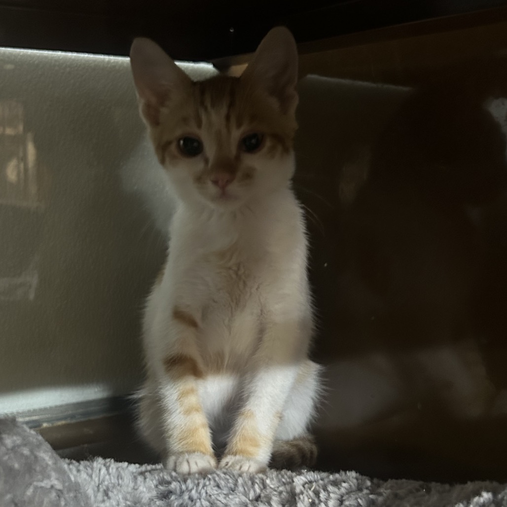 CHEETO, photo 2