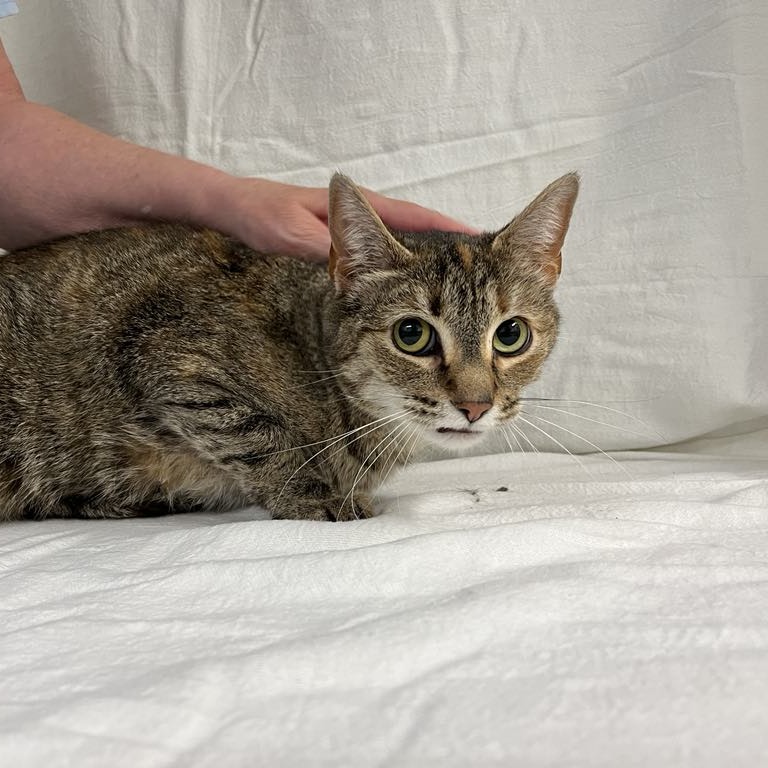 Pluma — thumbnail 3