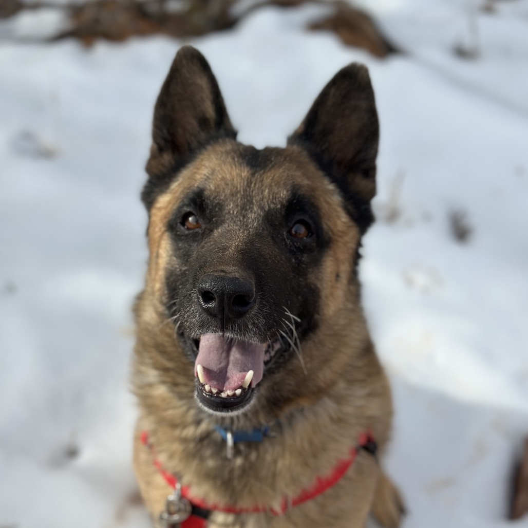 Wolfgang, photo 3